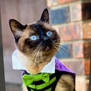 Meet your Posher, Bernadette